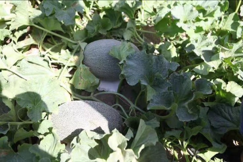 西州蜜瓜
