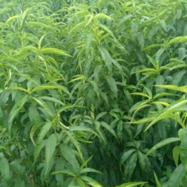 金秋红蜜桃树苗80cm以上