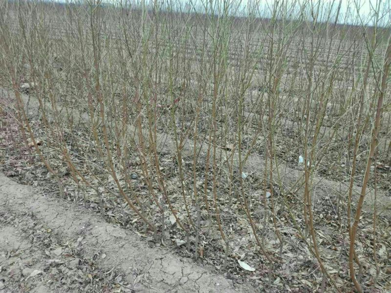 金秋红蜜桃树苗80cm以上
