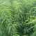 金秋红蜜桃树苗80cm以上