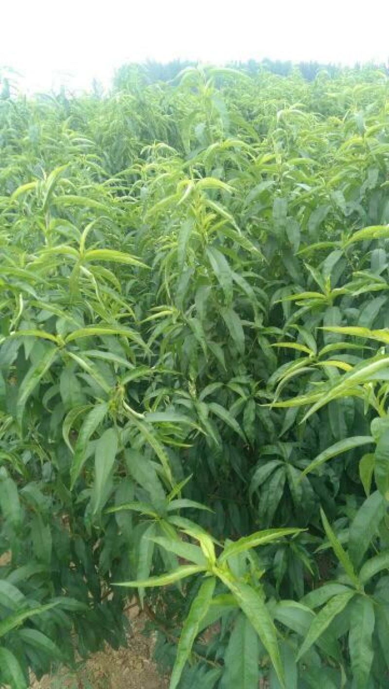 金秋红蜜桃树苗80cm以上
