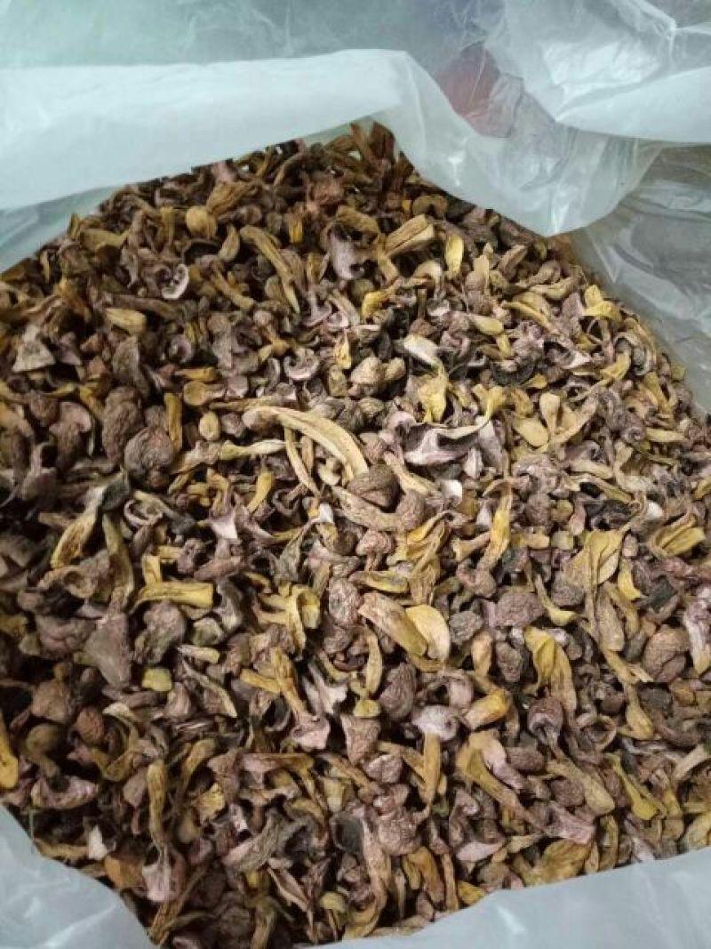 松蘑一级
