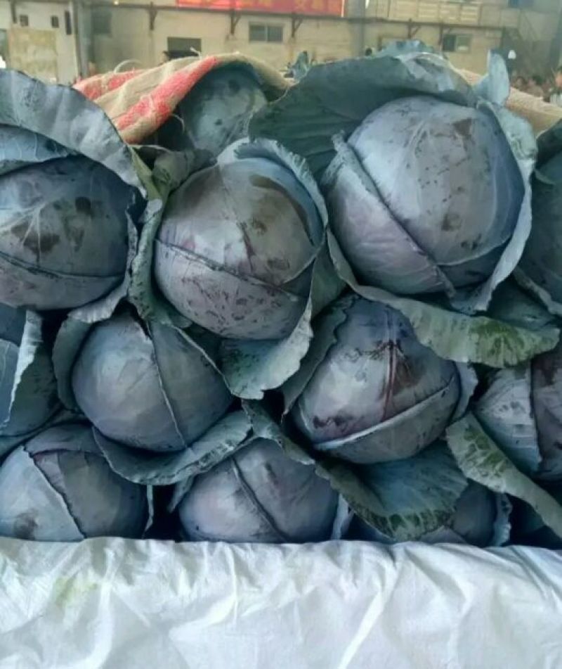 河北紫甘蓝【基地直发】量大从优支持视频看货选货