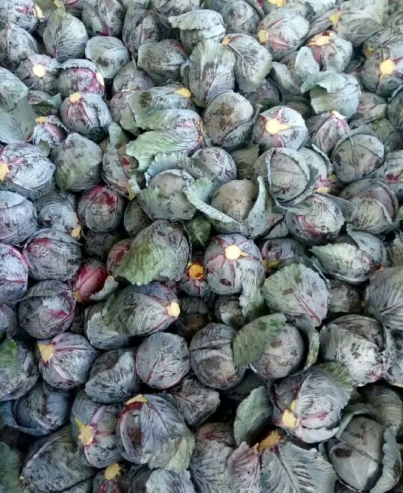 河北紫甘蓝【基地直发】量大从优支持视频看货选货