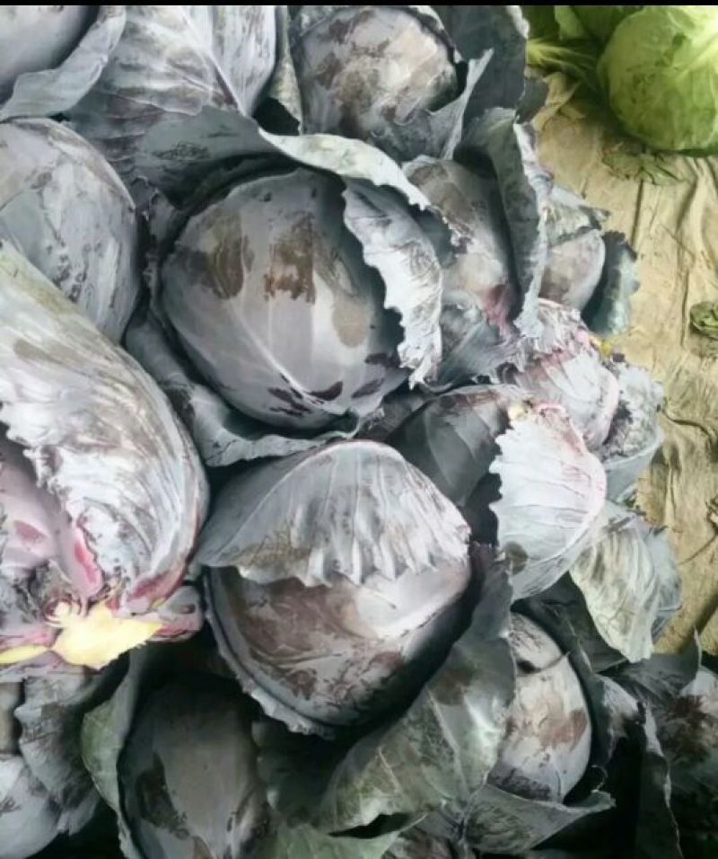 河北紫甘蓝【基地直发】量大从优支持视频看货选货