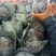 河北紫甘蓝【基地直发】量大从优支持视频看货选货