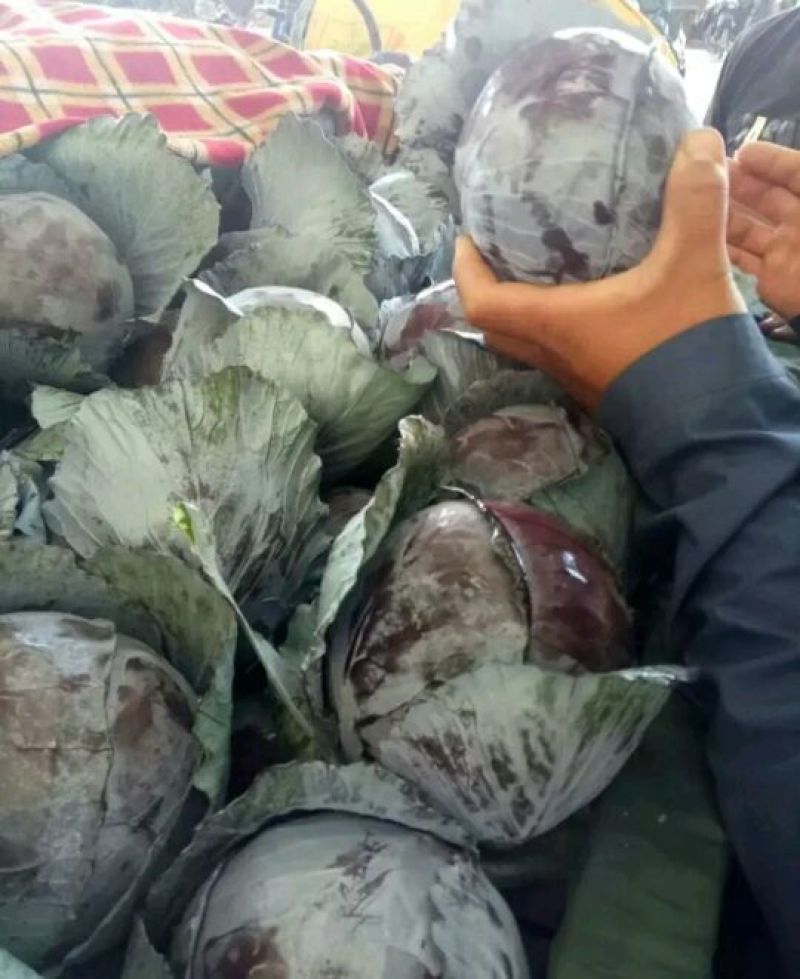 河北紫甘蓝【基地直发】量大从优支持视频看货选货