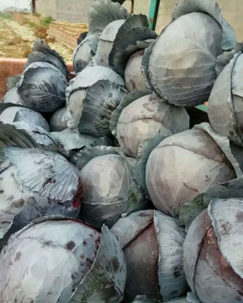 河北紫甘蓝【基地直发】量大从优支持视频看货选货