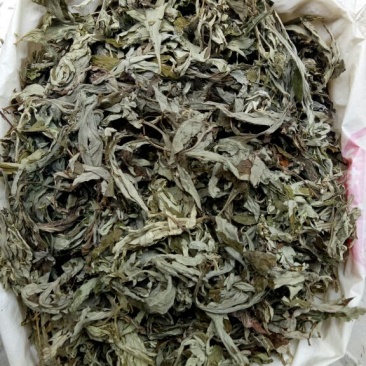 艾叶全叶统