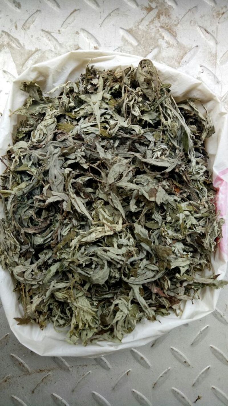 艾叶全叶统
