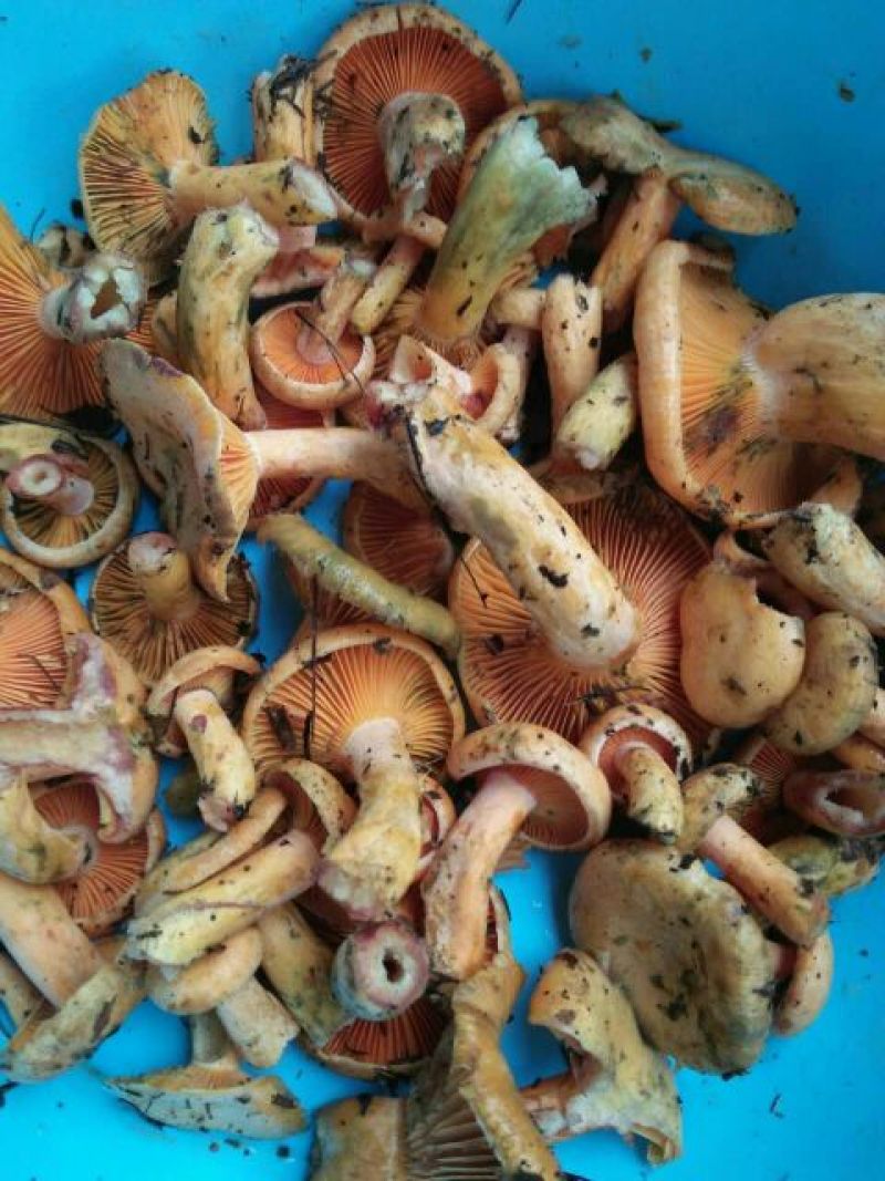 黄丝菌野生