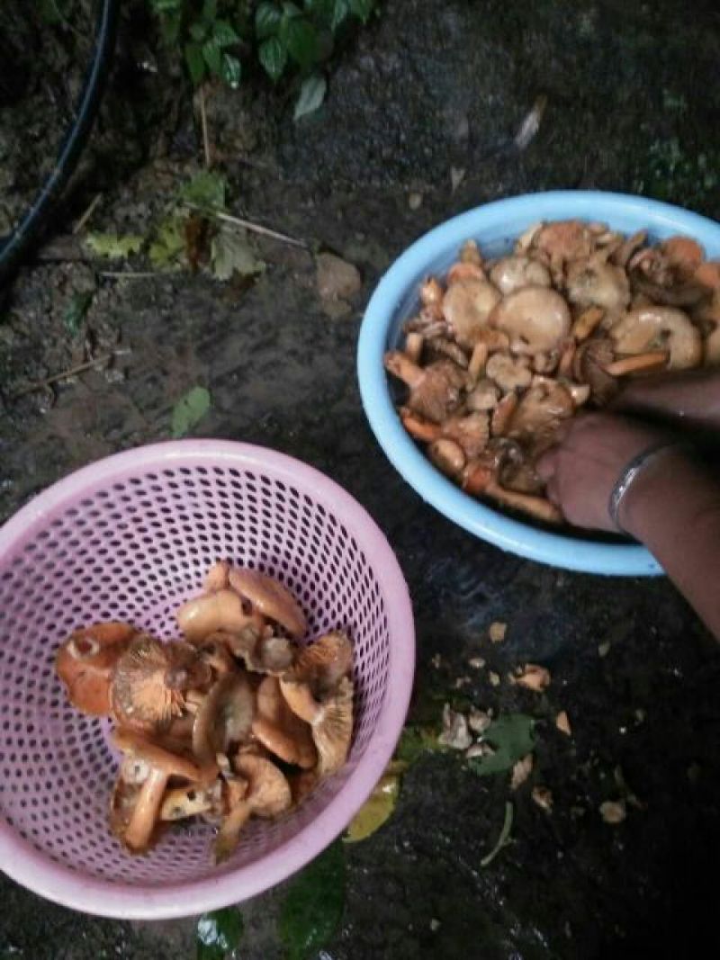 黄丝菌野生