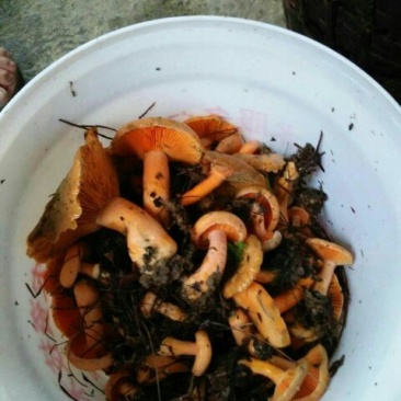 黄丝菌野生