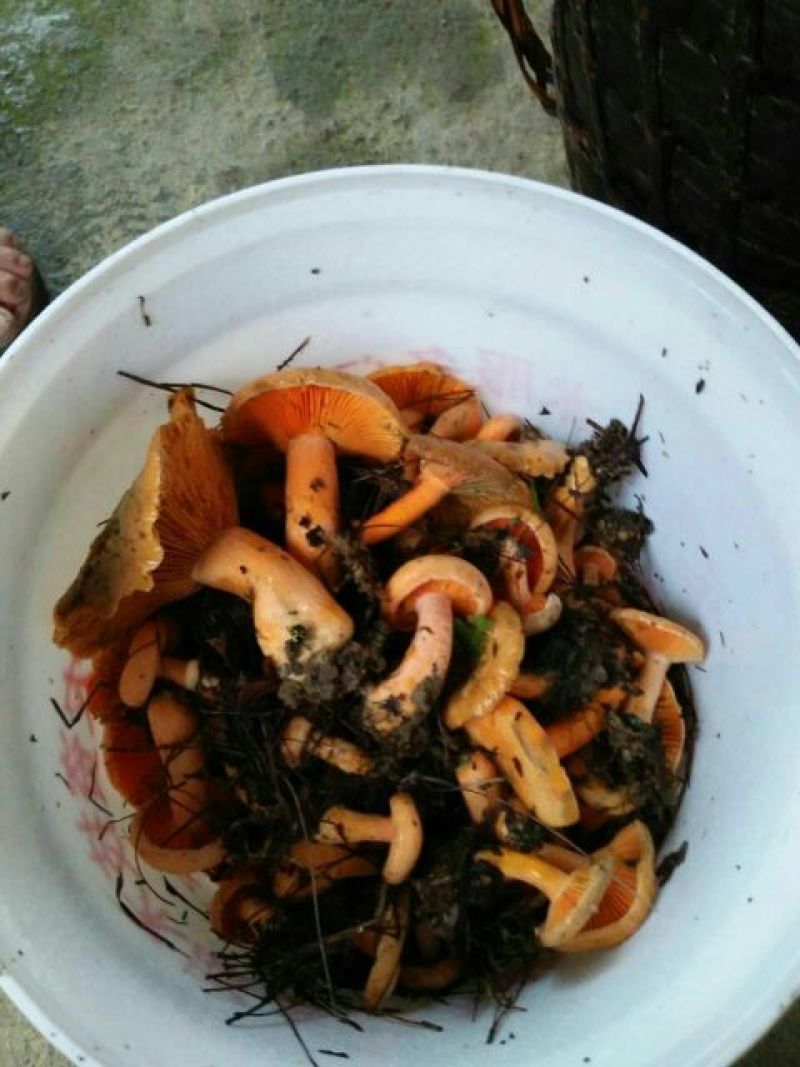 黄丝菌野生