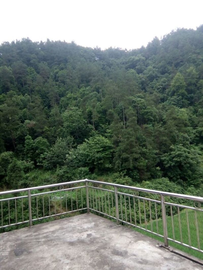 黄丝菌野生