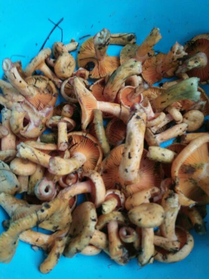 黄丝菌野生