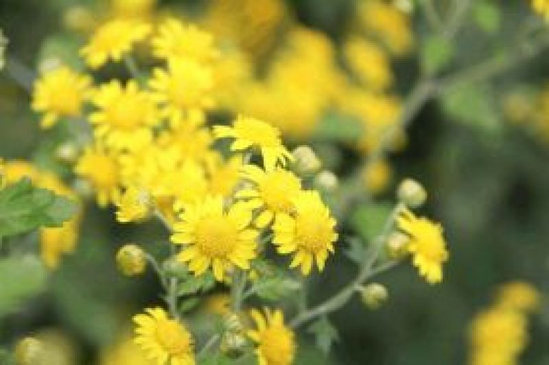野菊花统货
