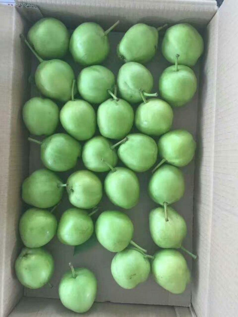 早酥梨红早酥光果250~300g