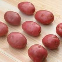 红皮土豆精品4两以上