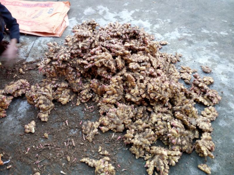 小黄姜2两以上带土