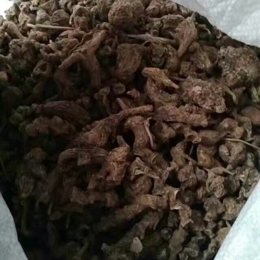 三七根茎统货无数头