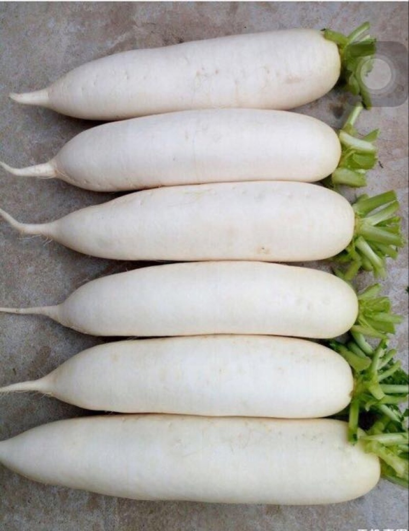白皮白萝卜