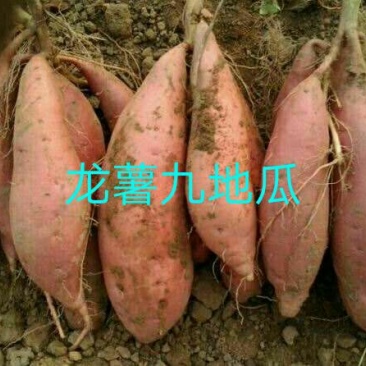 龙薯9号2两以上商品薯黄心