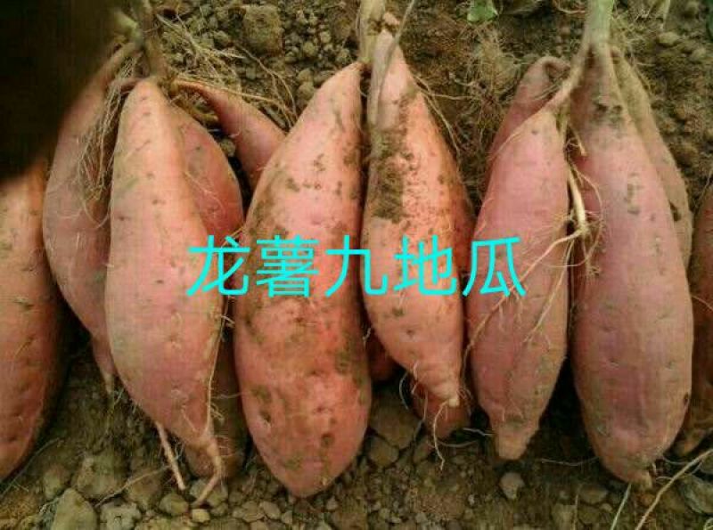 龙薯9号2两以上商品薯黄心