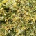 金银花色白花全花蕾