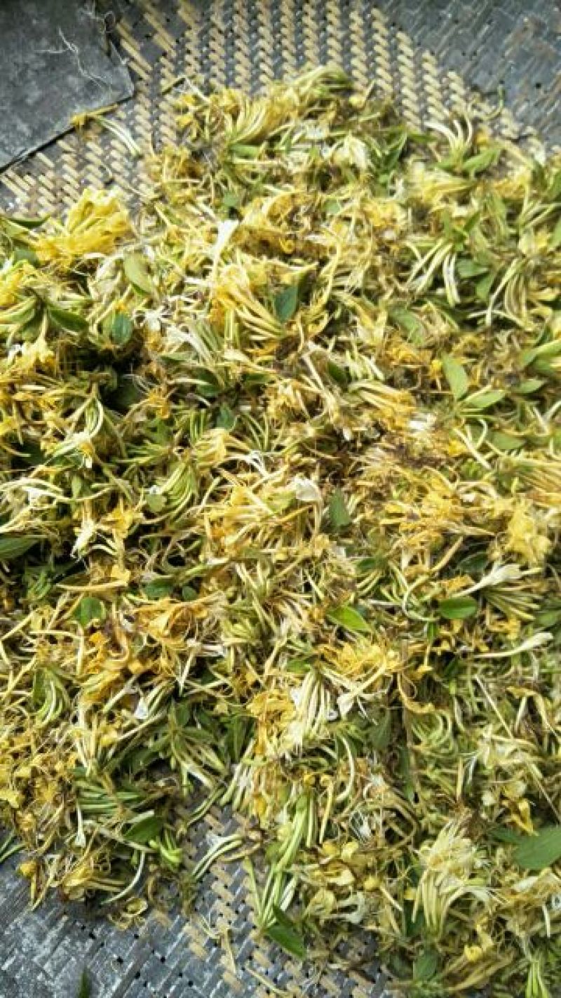 金银花色白花全花蕾