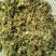 金银花色白花全花蕾