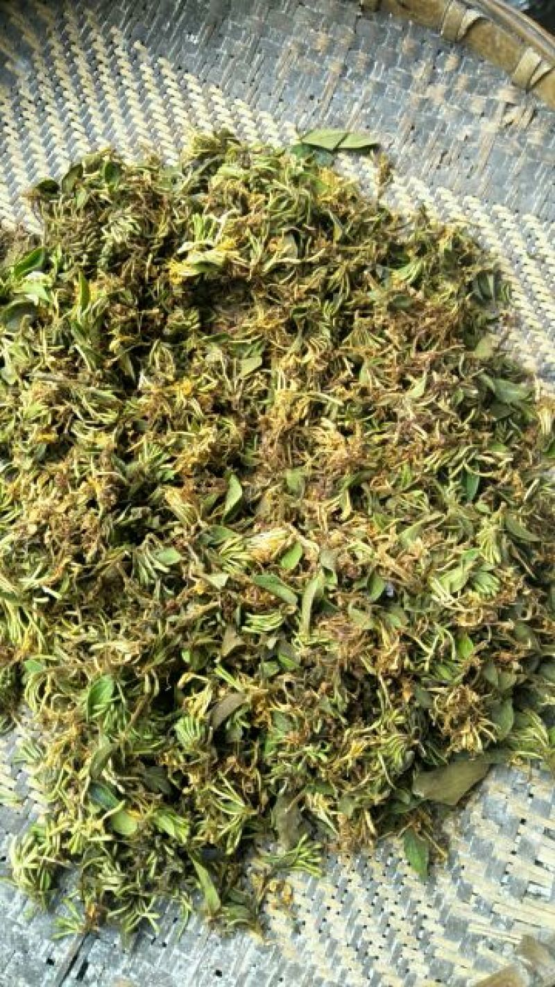 金银花色白花全花蕾