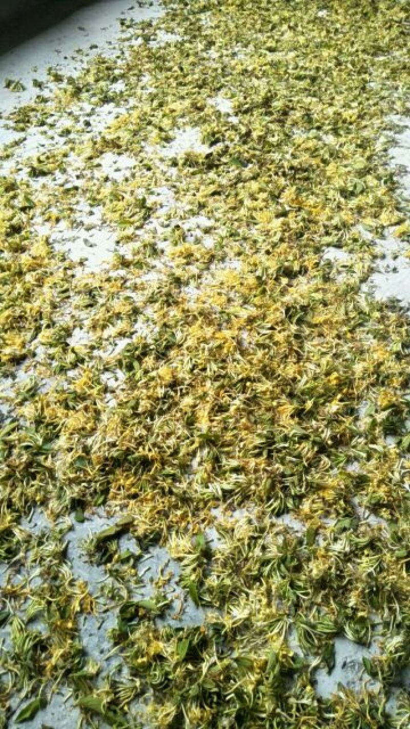 金银花色白花全花蕾