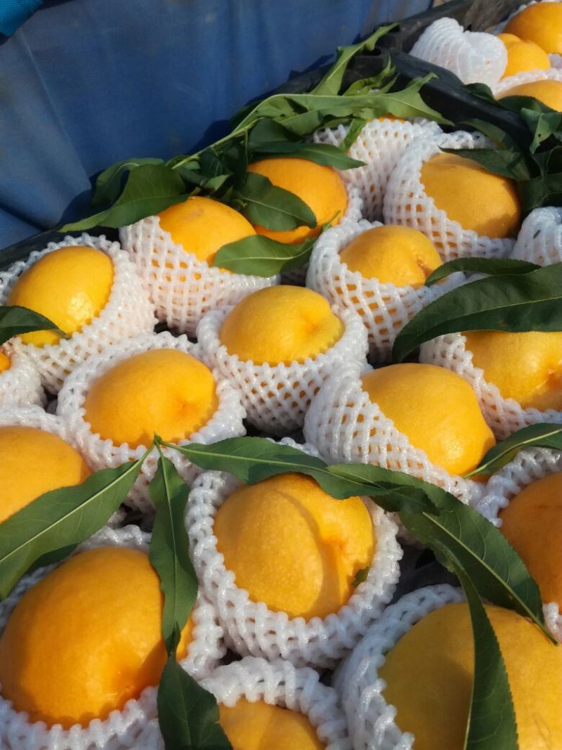 油四套袋大黄油桃