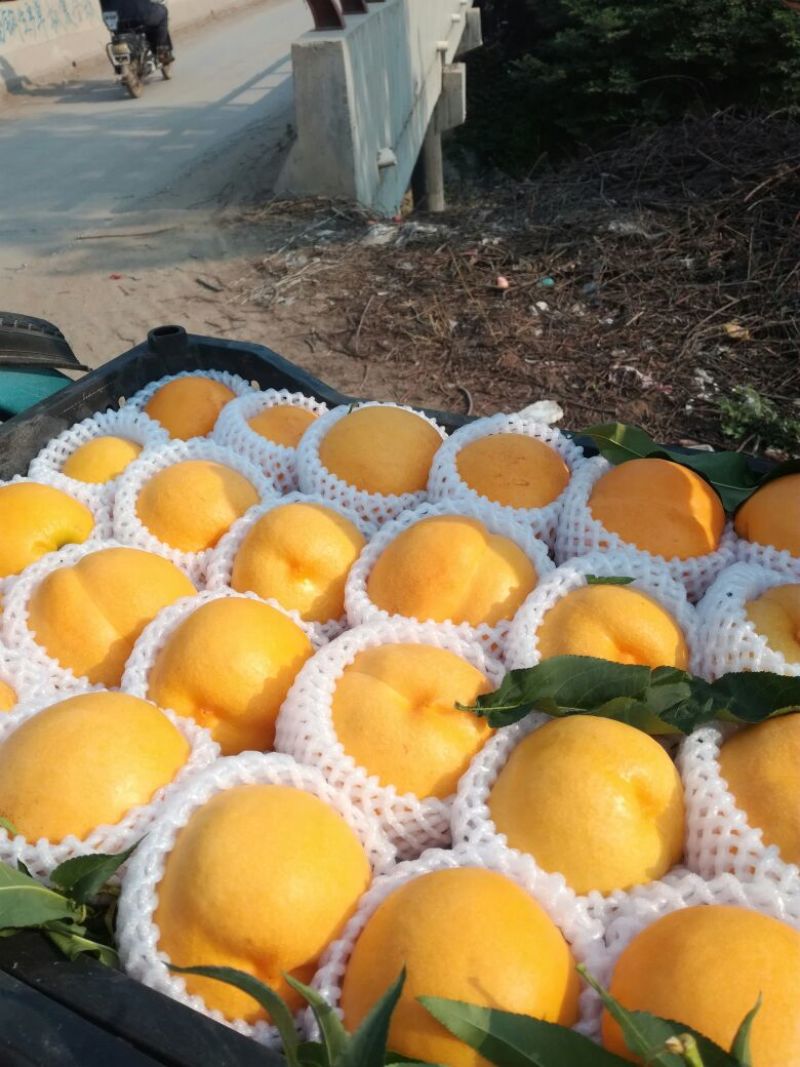 油四套袋大黄油桃