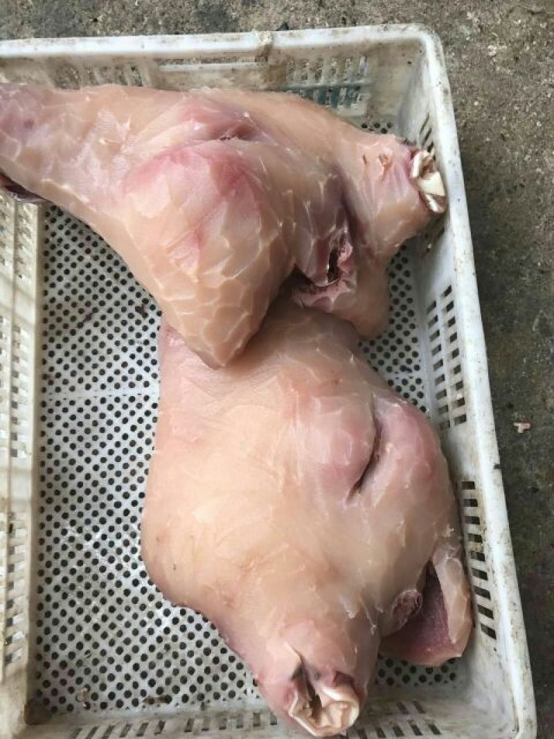 刀削牛头可各种加工诚信经营欢迎骚扰