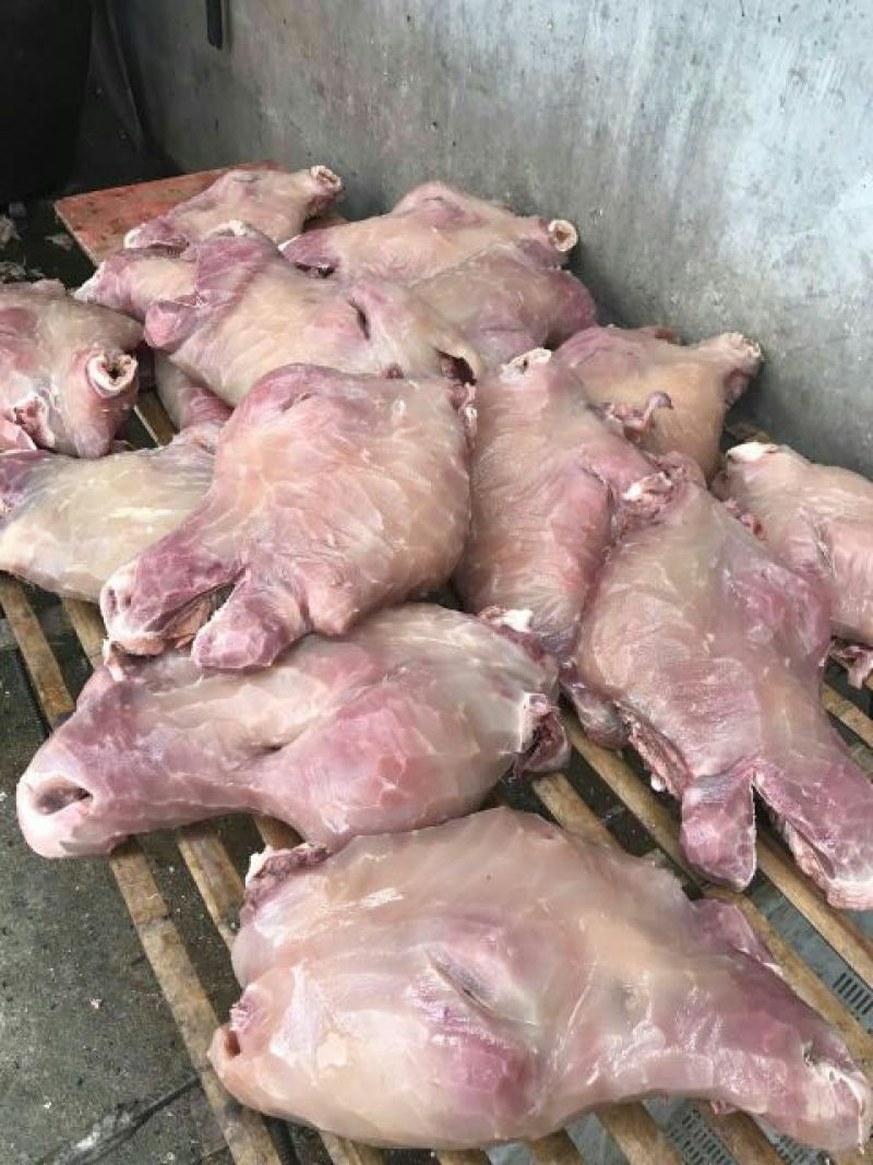 刀削牛头可各种加工诚信经营欢迎骚扰
