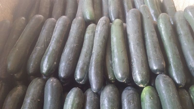【店长推荐】吊冬瓜20斤以上黑皮冬瓜黑皮铁心吊冬瓜