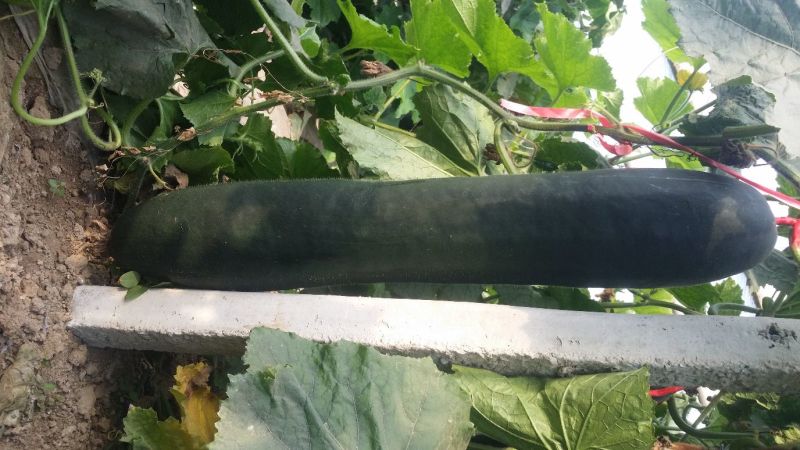 【店长推荐】吊冬瓜20斤以上黑皮冬瓜黑皮铁心吊冬瓜