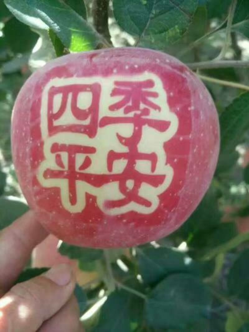 阿克苏苹果新疆阿克苏冰糖心红富