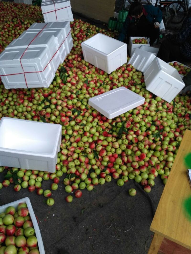 中油4号油桃，大量上市产地直发口感清甜可视频看货