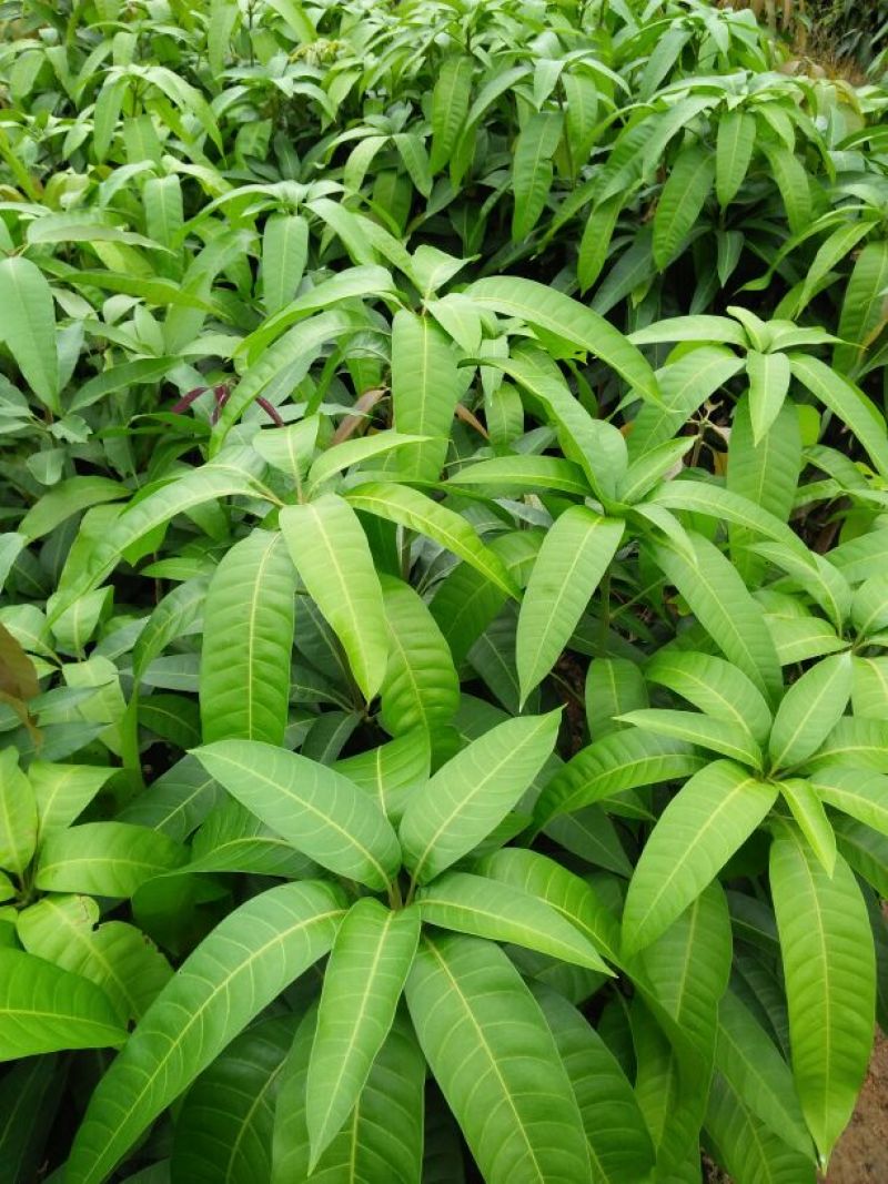 金煌芒树苗金煌芒果苗