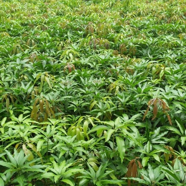 金煌芒树苗金煌芒果苗
