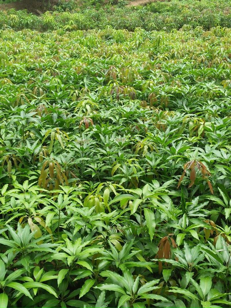 金煌芒树苗金煌芒果苗