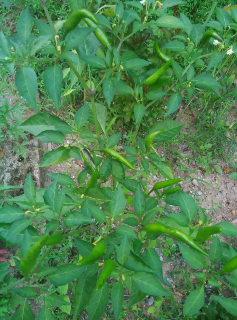 指天椒2~5厘米青特辣