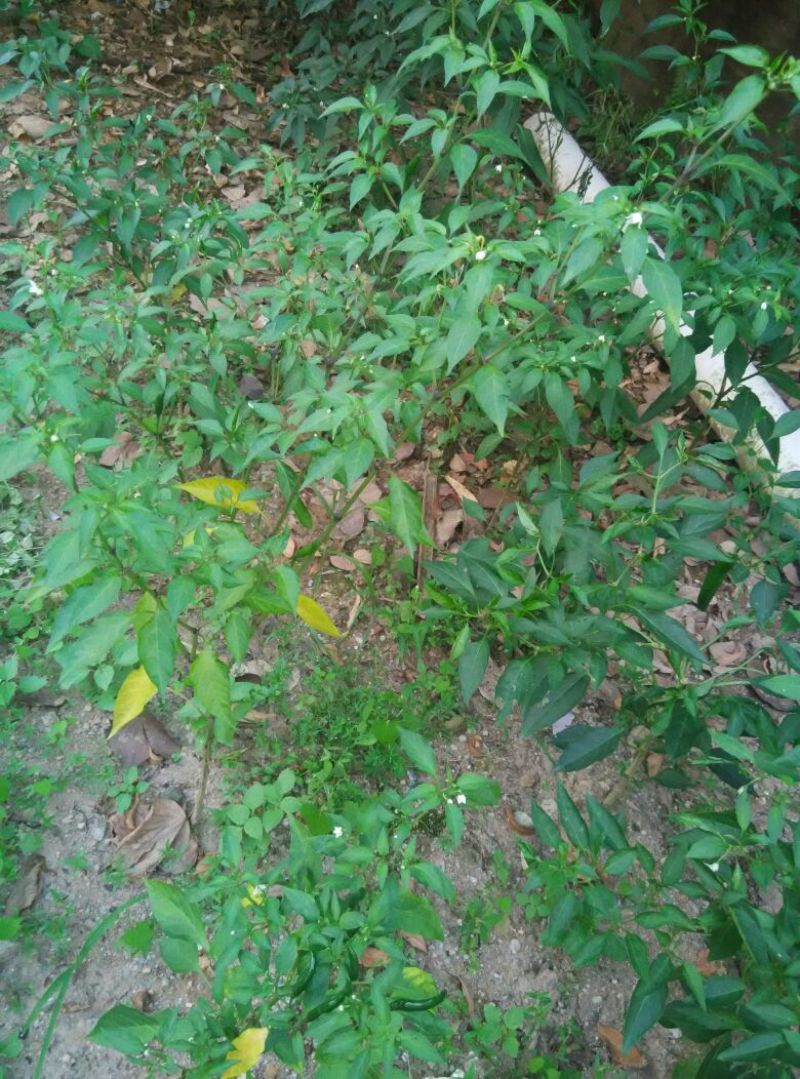 指天椒2~5厘米青特辣