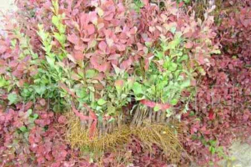 红叶小檗球园林绿化苗木树苗庭院彩色植物花卉红叶小檗苗紫