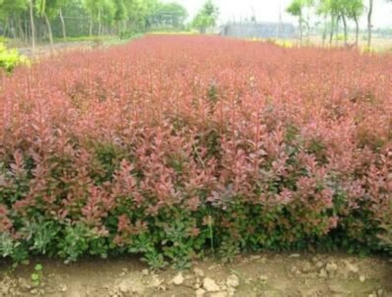 红叶小檗球园林绿化苗木树苗庭院彩色植物花卉红叶小檗苗紫