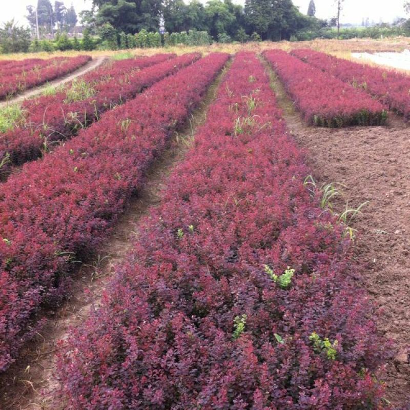 红叶小檗球园林绿化苗木树苗庭院彩色植物花卉红叶小檗苗紫