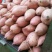 西瓜红蜜薯3两以上质量保障专业代收货源充足